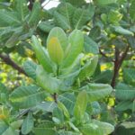 Photo pistachio color