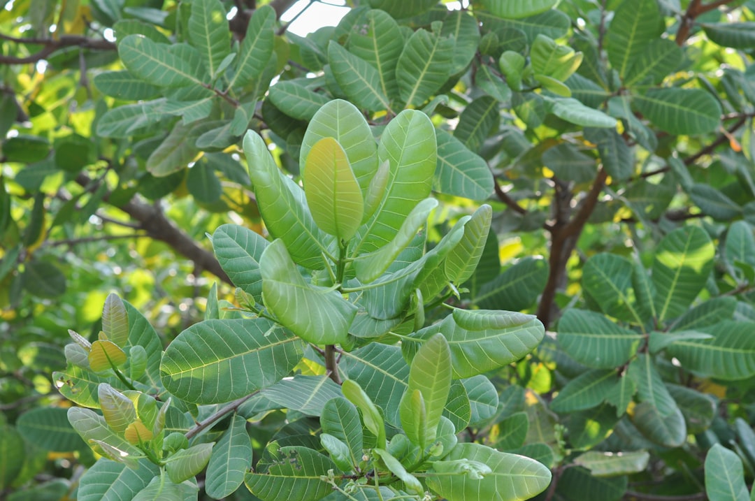 Photo pistachio color